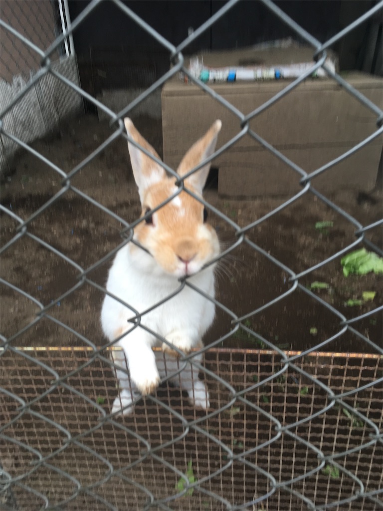 うさぎ うさぎ