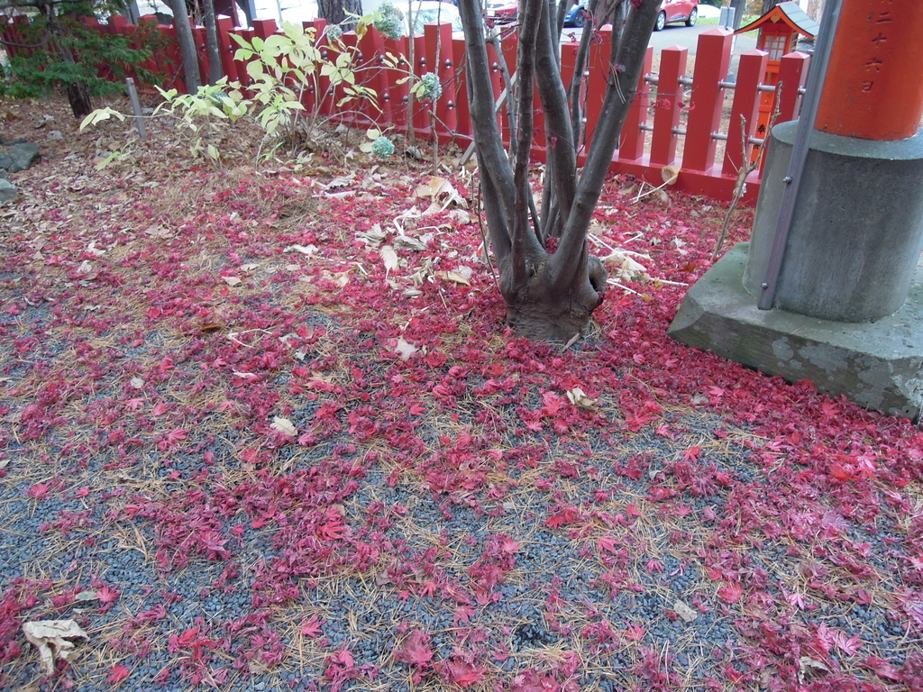 落ち葉 落ち葉