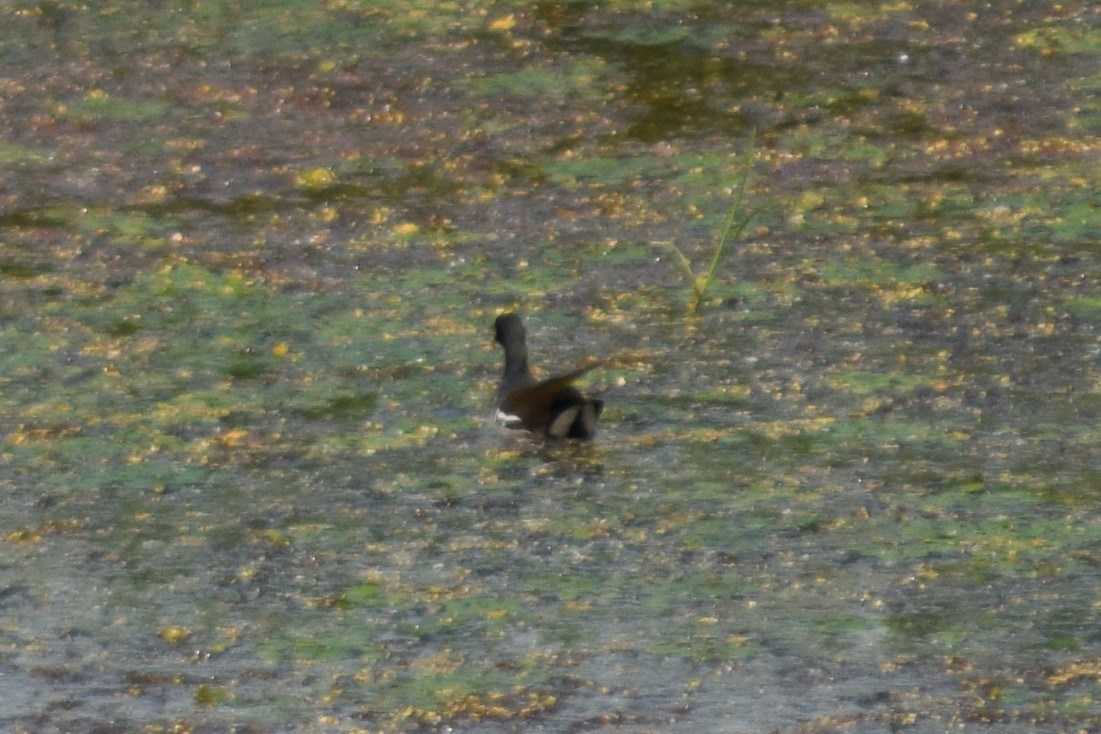 f:id:hokkaido_plus1:20200621220138j:plain f:id:hokkaido_plus1:20200621220138j:plain
