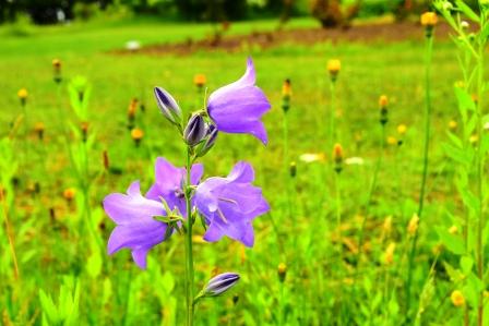 f:id:hokkaido_plus1:20200627021858j:plain f:id:hokkaido_plus1:20200627021858j:plain