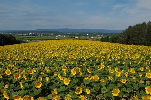 f:id:hokkaido_syndrome:20200816094519j:plain f:id:hokkaido_syndrome:20200816094519j:plain