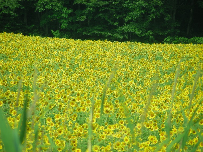 f:id:hokkaido_syndrome:20200816095206j:plain f:id:hokkaido_syndrome:20200816095206j:plain