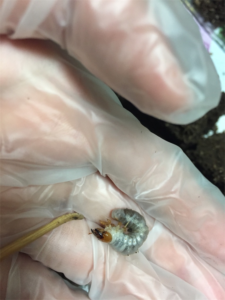 f:id:hokkaidooutdoor:20171205234920j:image
