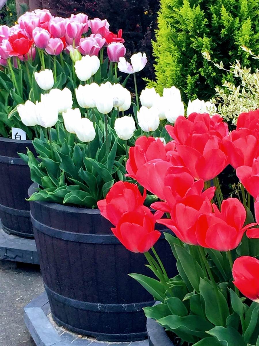 f:id:hokkori32:20210406171659j:plain