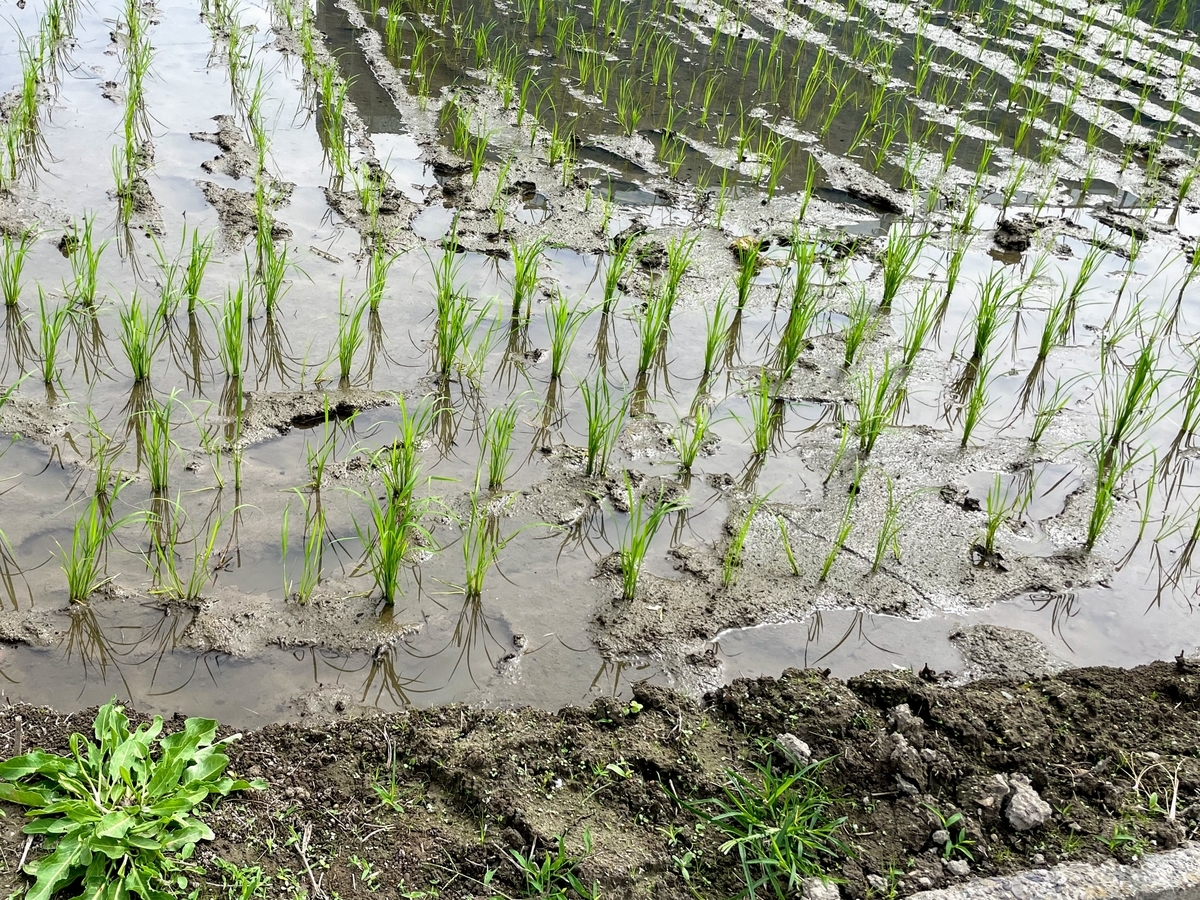 f:id:hokkori32:20210708133550j:plain