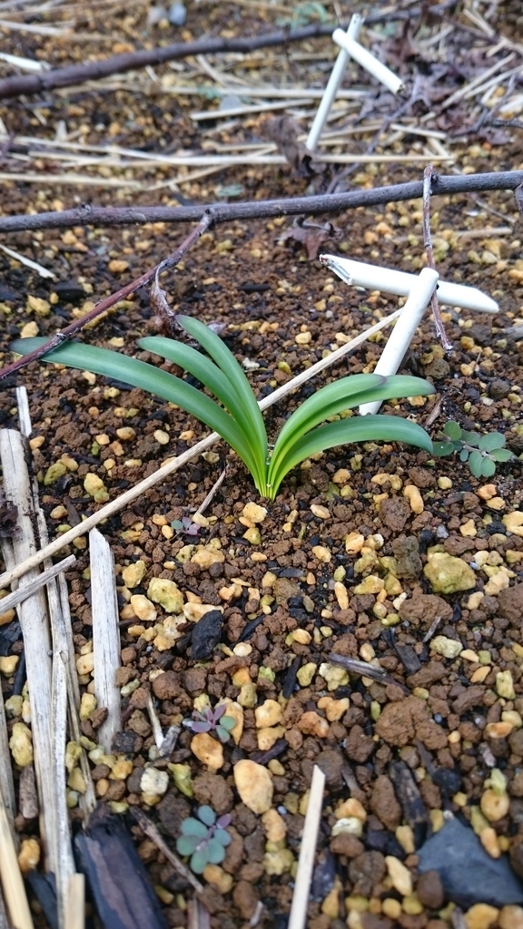 彼岸花の成長過程 彼岸花diary