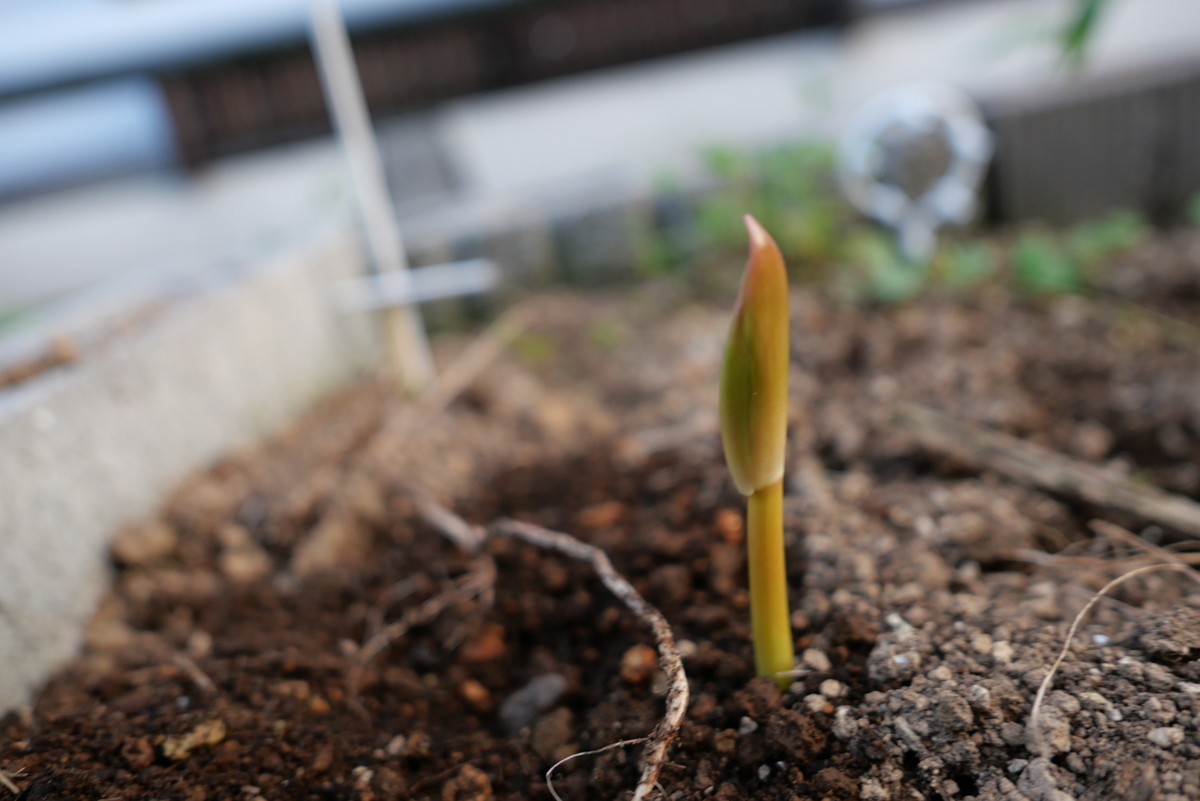 f:id:hokonoppo8124:20190826184719j:plain