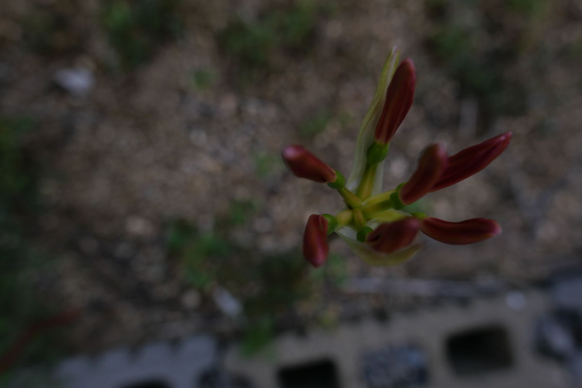 f:id:hokonoppo8124:20190826185323j:plain