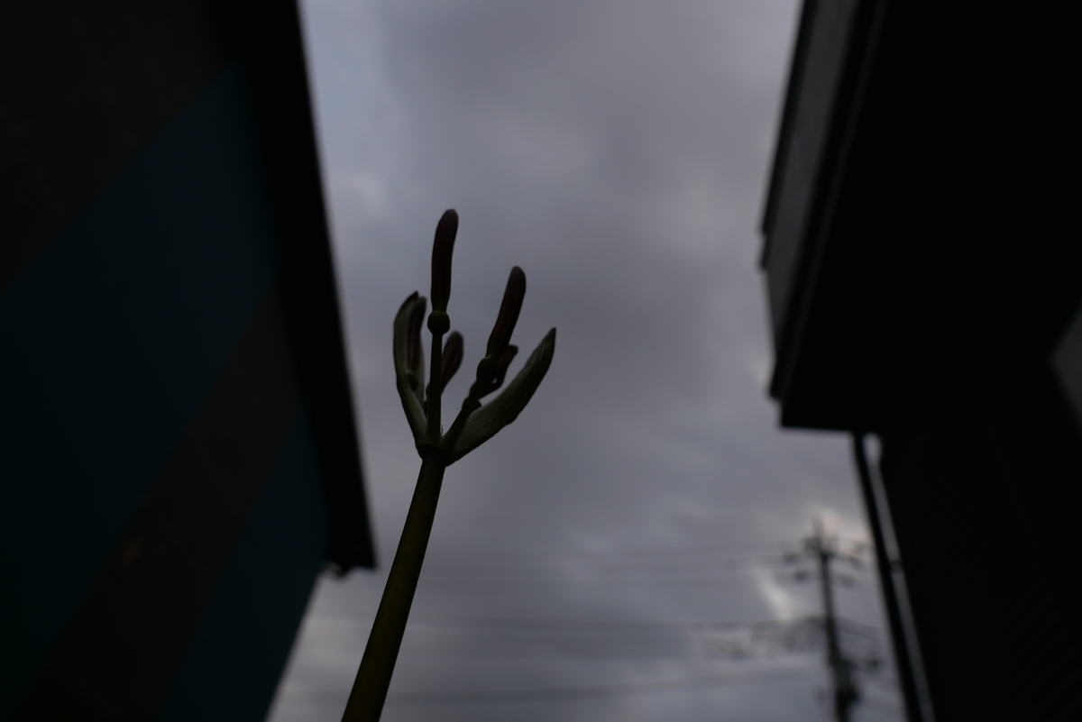 f:id:hokonoppo8124:20190826185542j:plain