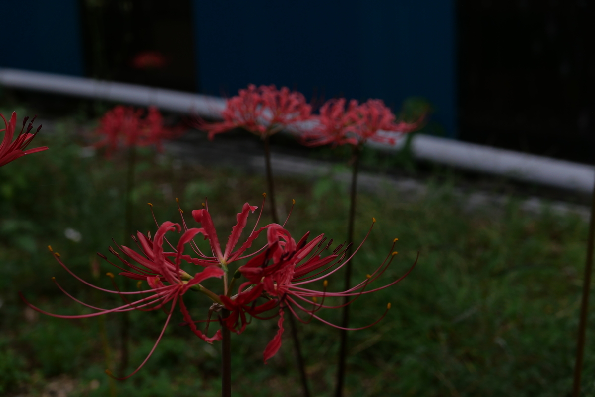 f:id:hokonoppo8124:20190829211515j:plain