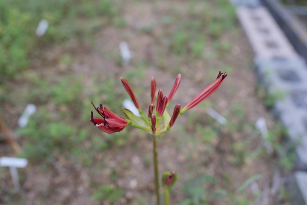 f:id:hokonoppo8124:20190829212459j:plain