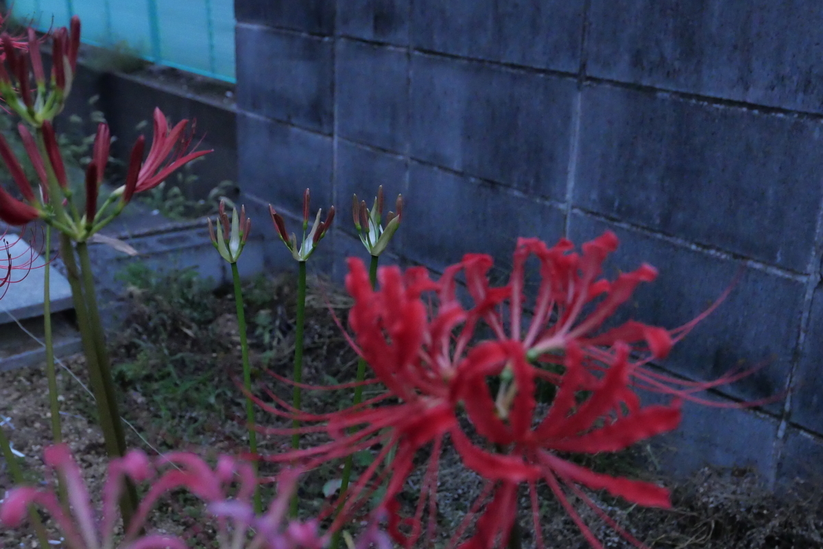 f:id:hokonoppo8124:20190907181456j:plain