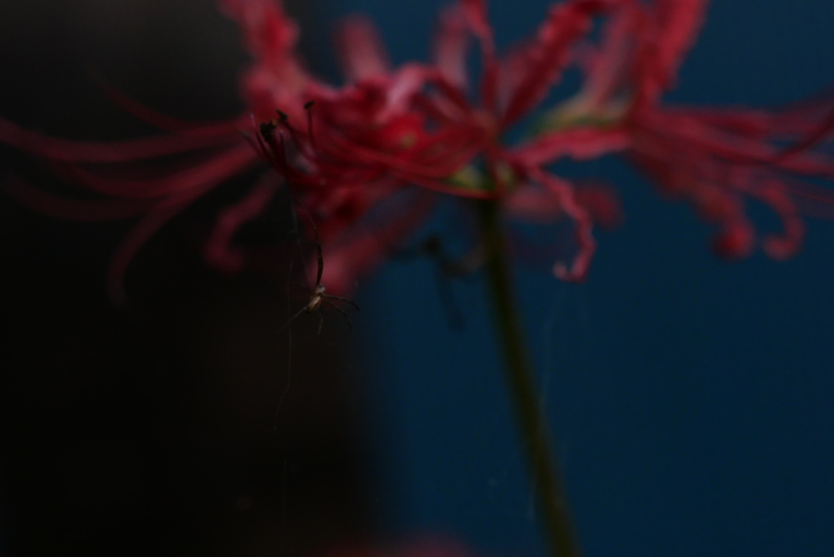 f:id:hokonoppo8124:20190914190333j:plain