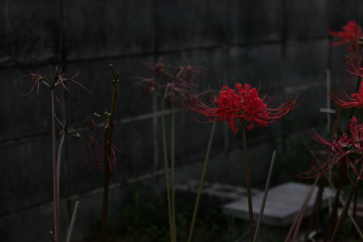 f:id:hokonoppo8124:20190914190417j:plain