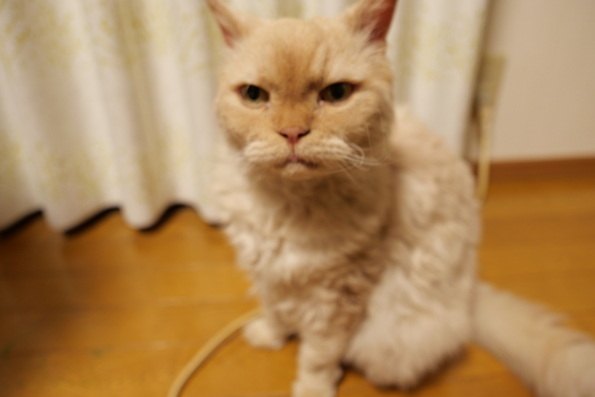 f:id:hokonoppo8124:20191224161645j:plain