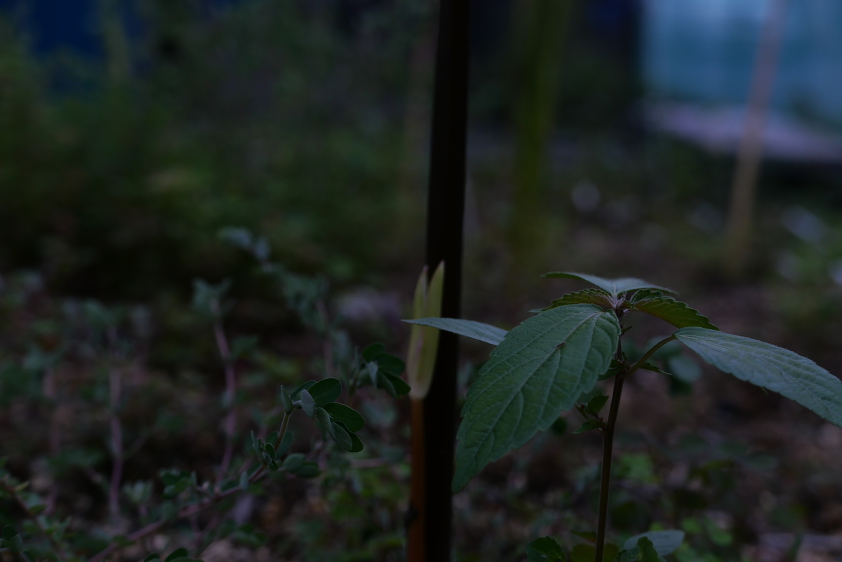 f:id:hokonoppo8124:20191229151635j:plain