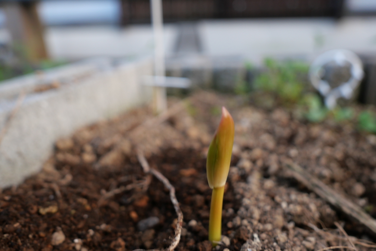f:id:hokonoppo8124:20191229151931j:plain