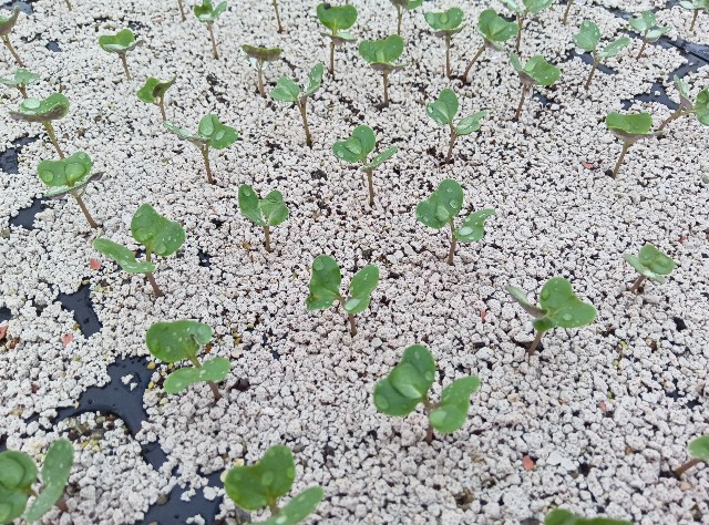 f:id:hokueiblog:20250708063304j:image