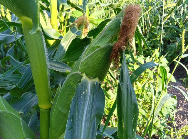 f:id:hokueiblog:20250721105010j:image