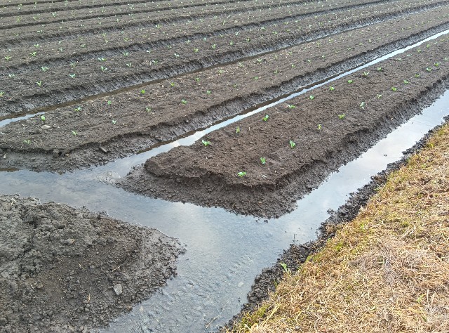 f:id:hokueiblog:20250804063654j:image