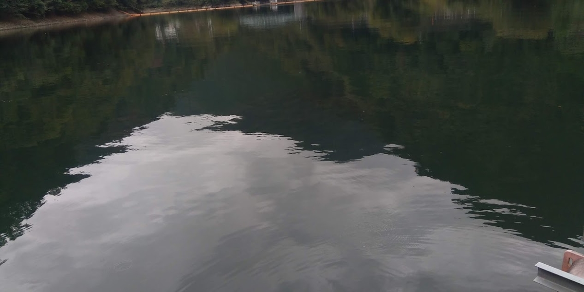 奥多摩湖の魚の大群