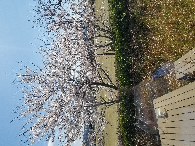 f:id:hokuriku_dodo:20190414181732j:image f:id:hokuriku_dodo:20190414181732j:image