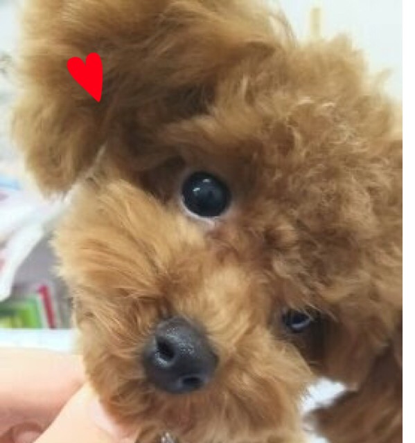 f:id:hokuroao:20190517071927j:plain f:id:hokuroao:20190517071927j:plain