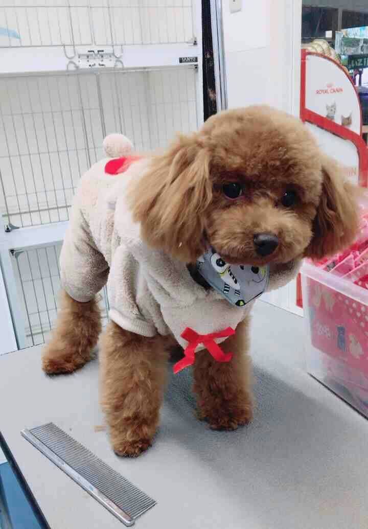 f:id:hokuroao:20190524124532j:plain f:id:hokuroao:20190524124532j:plain