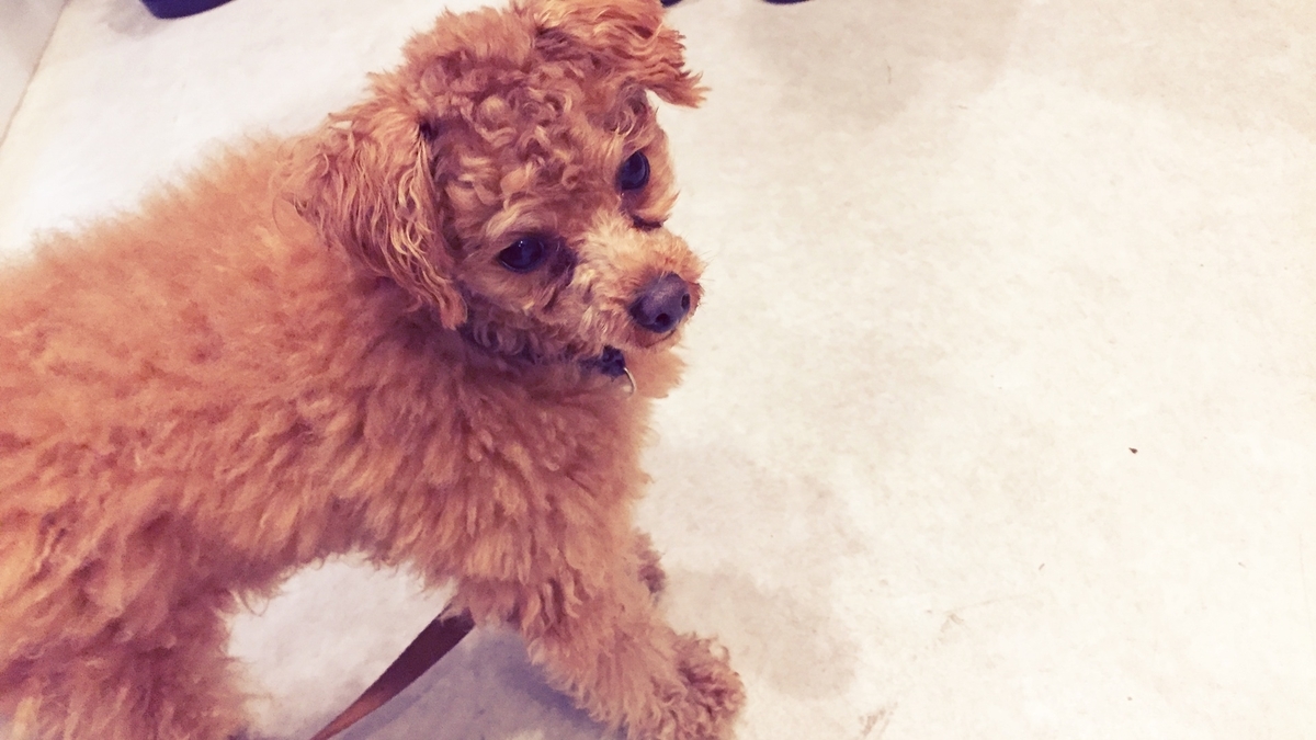 f:id:hokuroao:20190524124905j:plain f:id:hokuroao:20190524124905j:plain