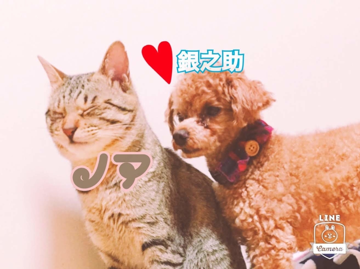 f:id:hokuroao:20190623033141j:plain f:id:hokuroao:20190623033141j:plain