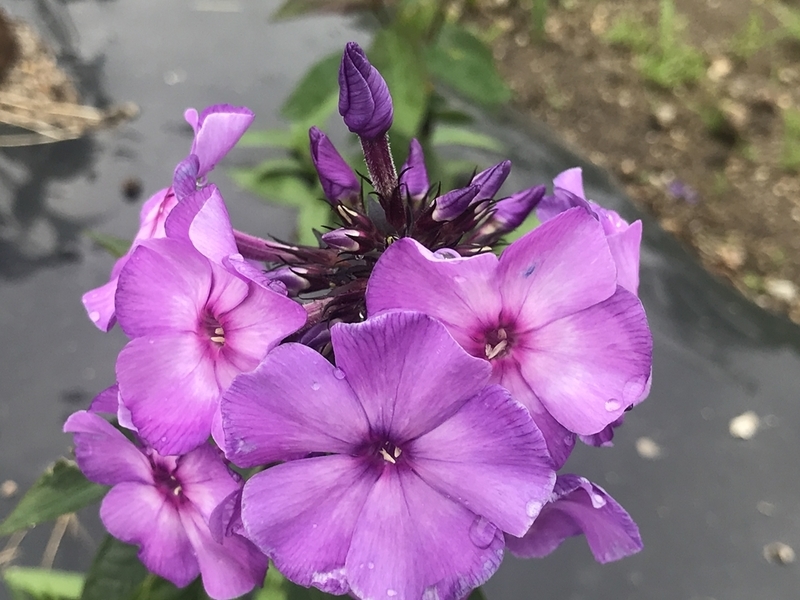 f:id:hokusetuyamazakura:20190730233228j:plain