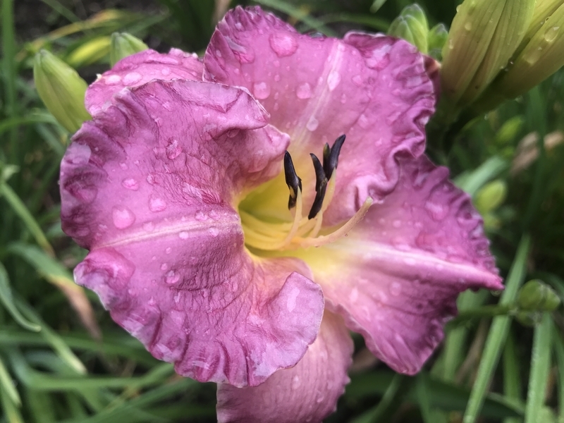 f:id:hokusetuyamazakura:20190730233246j:plain