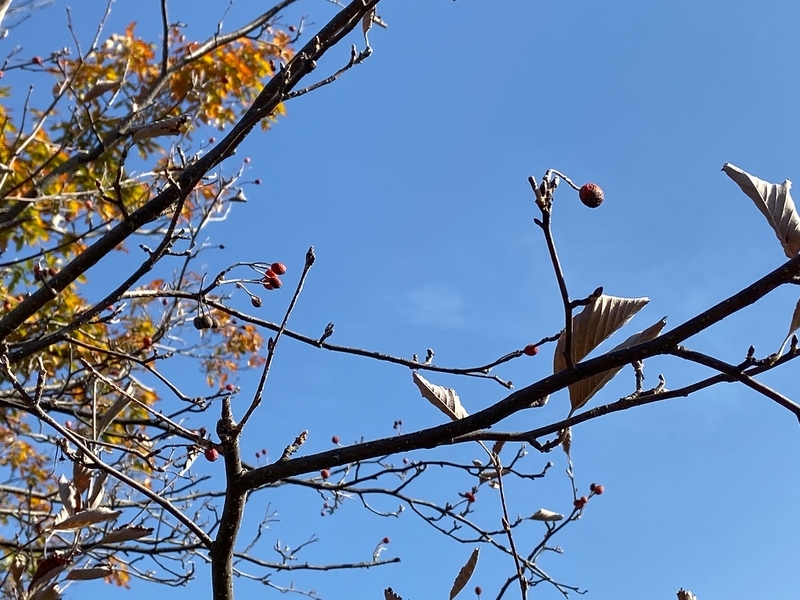 f:id:hokusetuyamazakura:20191210004042j:plain f:id:hokusetuyamazakura:20191210004042j:plain