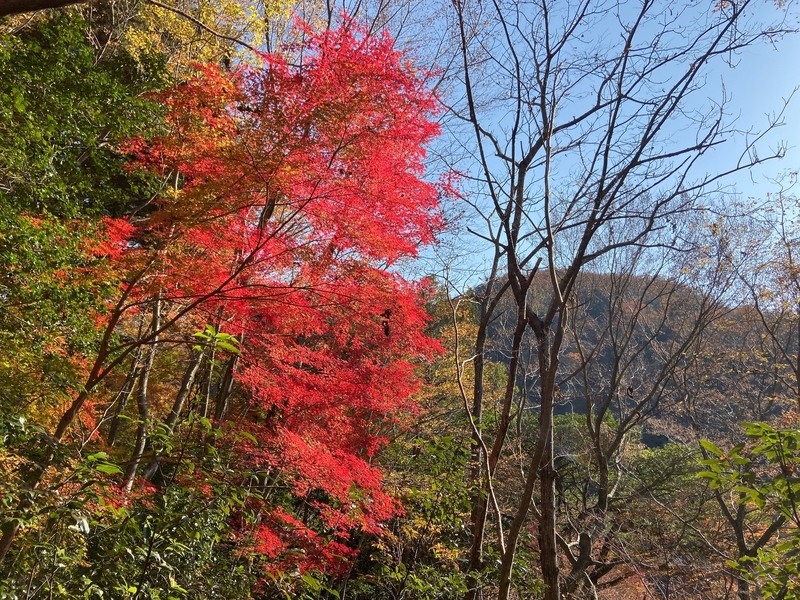 f:id:hokusetuyamazakura:20191210004436j:plain f:id:hokusetuyamazakura:20191210004436j:plain