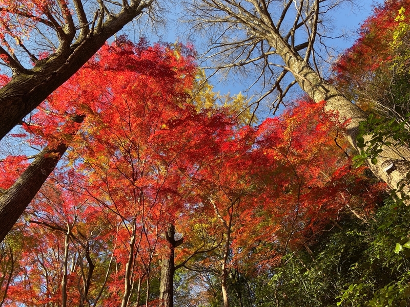 f:id:hokusetuyamazakura:20191210004511j:plain f:id:hokusetuyamazakura:20191210004511j:plain