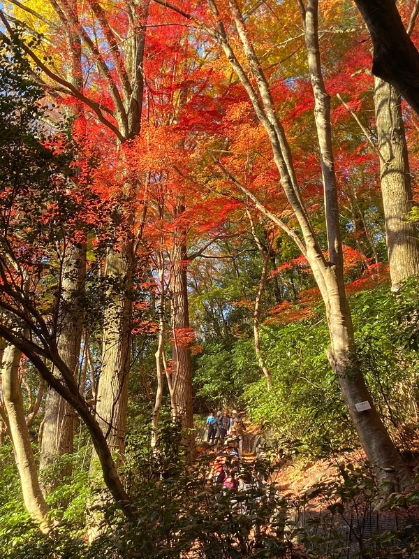 f:id:hokusetuyamazakura:20191210004527j:plain f:id:hokusetuyamazakura:20191210004527j:plain