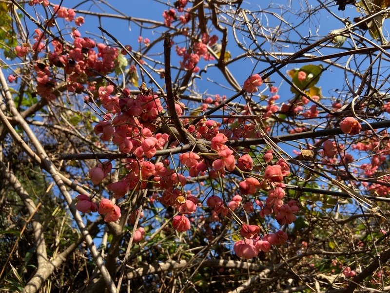 f:id:hokusetuyamazakura:20191230023736j:plain f:id:hokusetuyamazakura:20191230023736j:plain