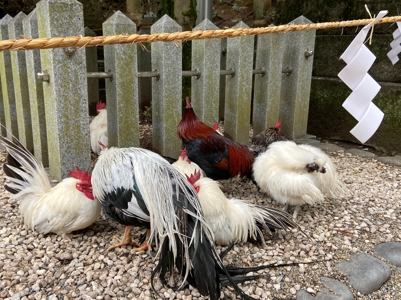 f:id:hokusetuyamazakura:20200223102920j:plain