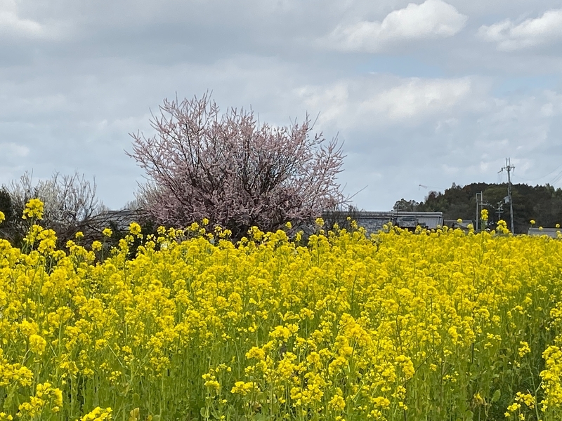 f:id:hokusetuyamazakura:20200223113725j:plain