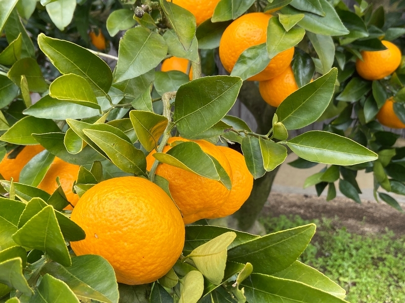 f:id:hokusetuyamazakura:20200223115136j:plain