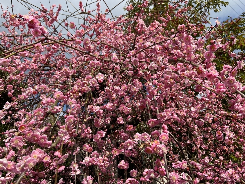 f:id:hokusetuyamazakura:20200223141554j:plain