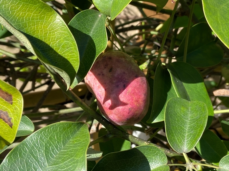 f:id:hokusetuyamazakura:20201030145041j:plain