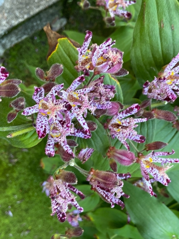 f:id:hokusetuyamazakura:20201030151242j:plain