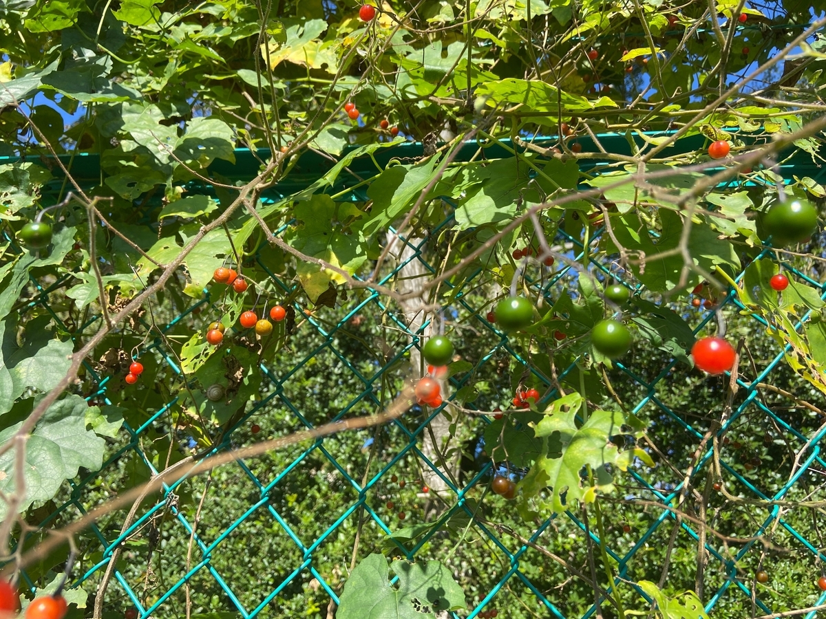 f:id:hokusetuyamazakura:20201031005027j:plain