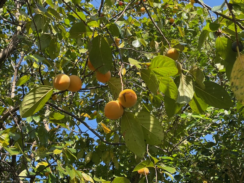 f:id:hokusetuyamazakura:20211009214717j:plain