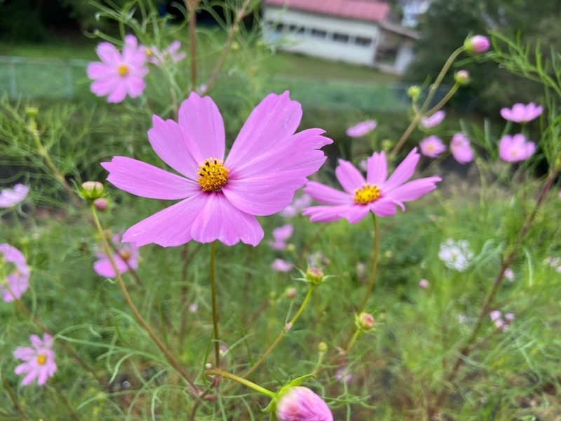 f:id:hokusetuyamazakura:20211009214737j:plain