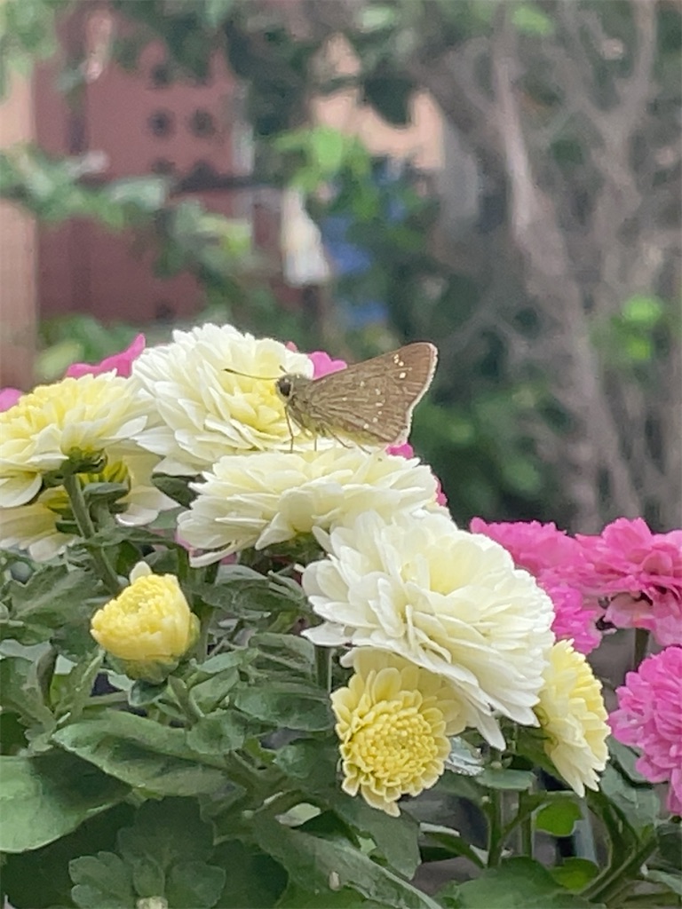 f:id:hokuto5819:20251006130845j:image