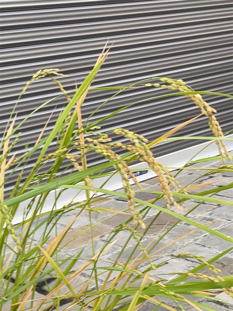 f:id:hokuto5819:20251006131107j:image