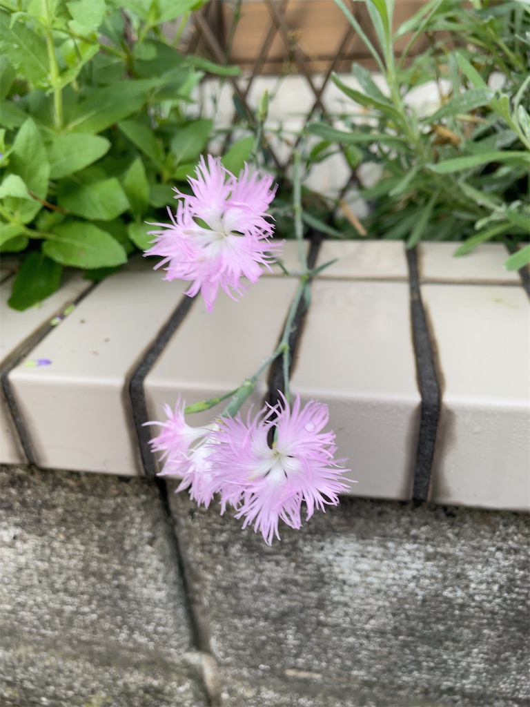 f:id:hokuto5819:20251006131110j:image