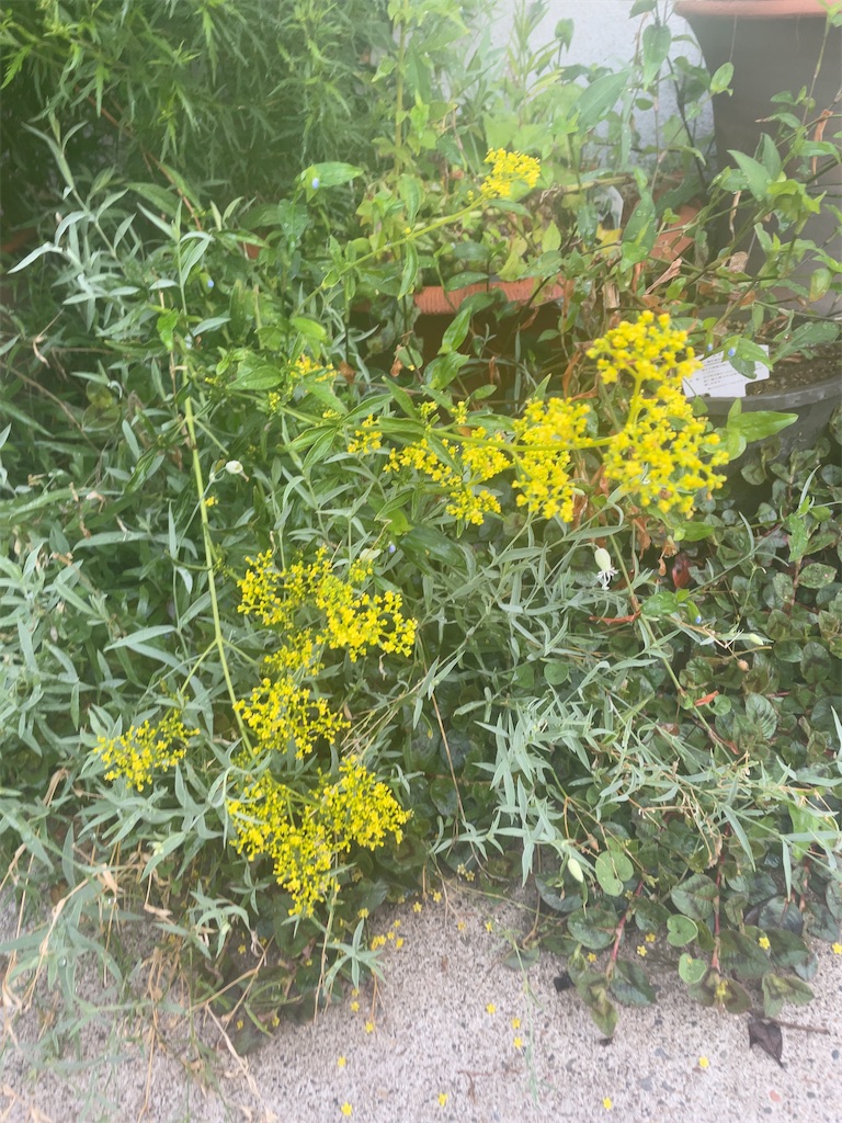 f:id:hokuto5819:20251006131209j:image